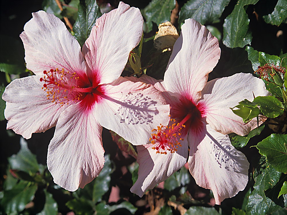 zur &Uuml;bersicht Bl&uuml;tentr&auml;ume 9