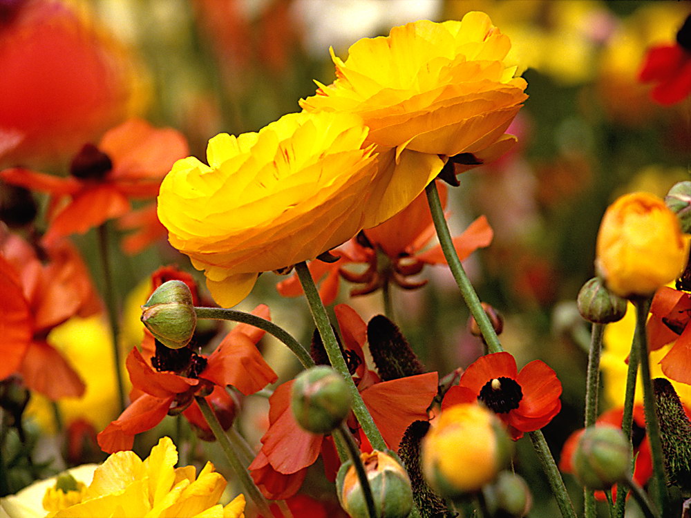 zur &Uuml;bersicht Bl&uuml;tentr&auml;ume 9