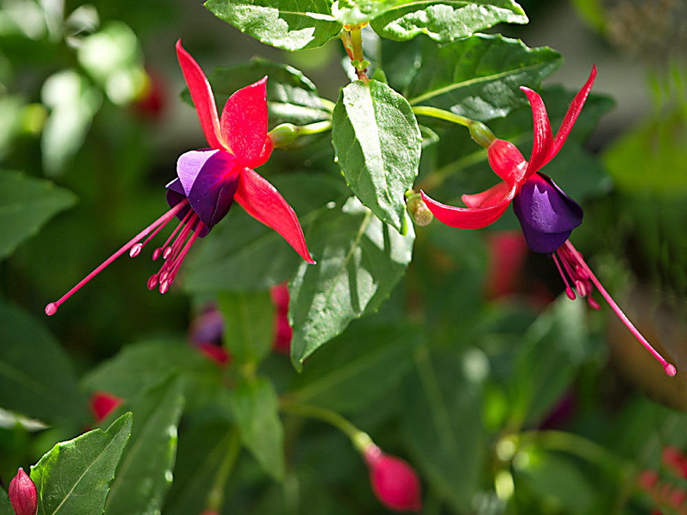 zur &Uuml;bersicht Bl&uuml;tentr&auml;ume 10