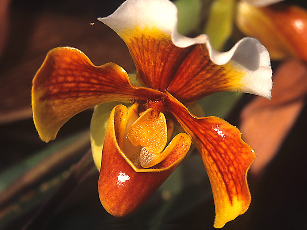 zur &Uuml;bersicht Bl&uuml;tentr&auml;ume 10