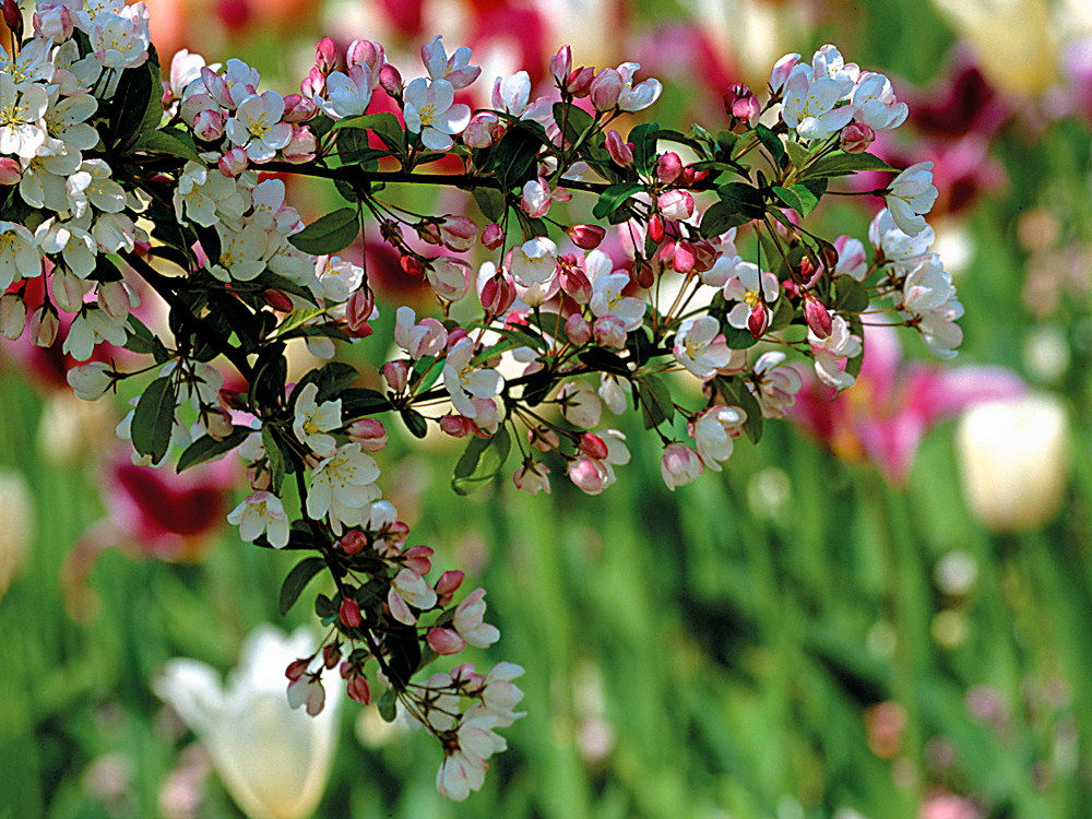 zur &Uuml;bersicht Bl&uuml;tentr&auml;ume 10