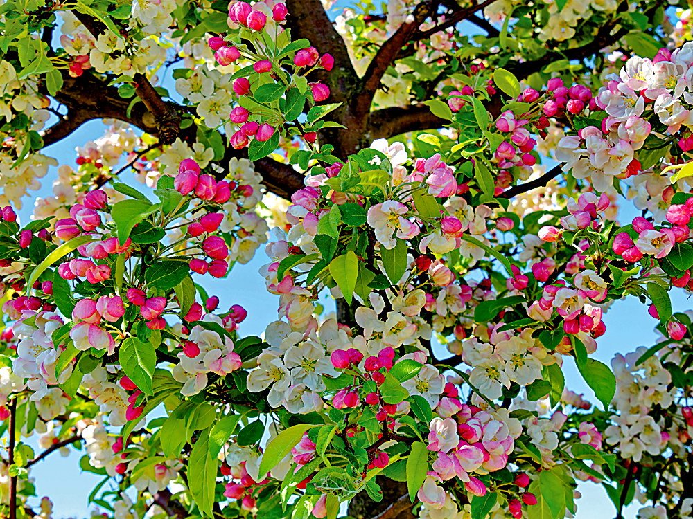 zur &Uuml;bersicht Bl&uuml;tentr&auml;ume 10