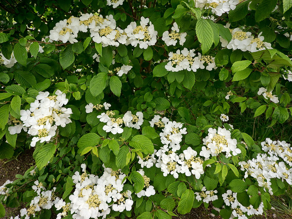 zur &Uuml;bersicht Bl&uuml;tentr&auml;ume 10