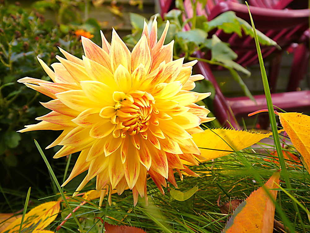 zur &Uuml;bersicht Bl&uuml;tentr&auml;ume 10