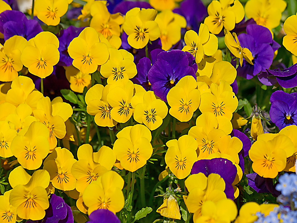 zur &Uuml;bersicht Bl&uuml;tentr&auml;ume 10