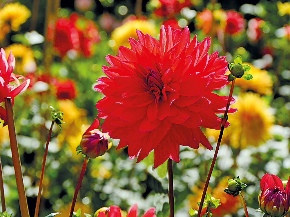 zur &Uuml;bersicht Bl&uuml;tentr&auml;ume 10