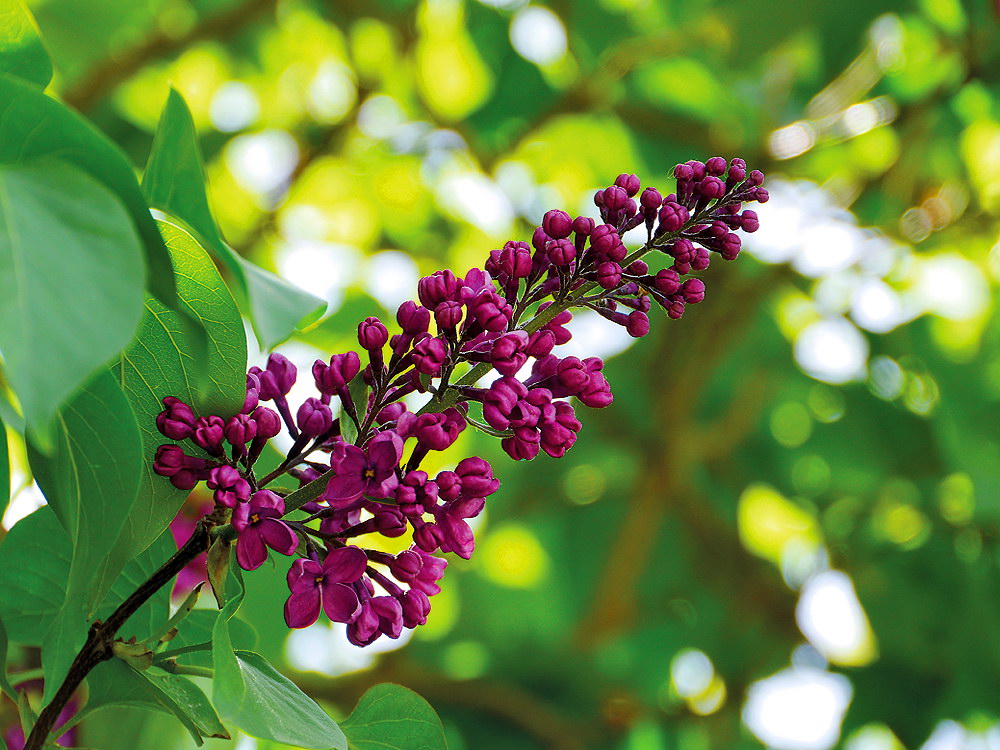 zur &Uuml;bersicht Bl&uuml;tentr&auml;ume 11