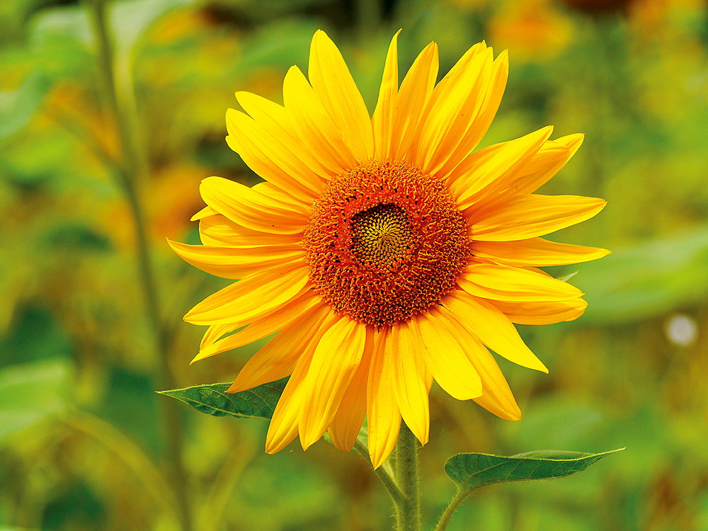 zur &Uuml;bersicht Bl&uuml;tentr&auml;ume 11