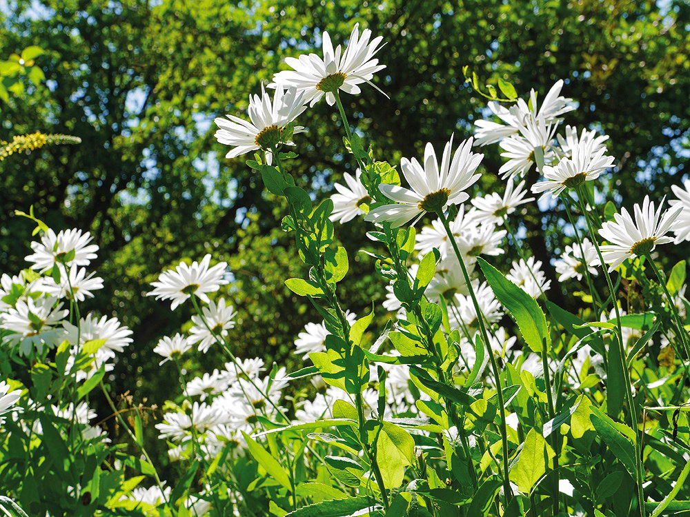 zur &Uuml;bersicht Bl&uuml;tentr&auml;ume 11