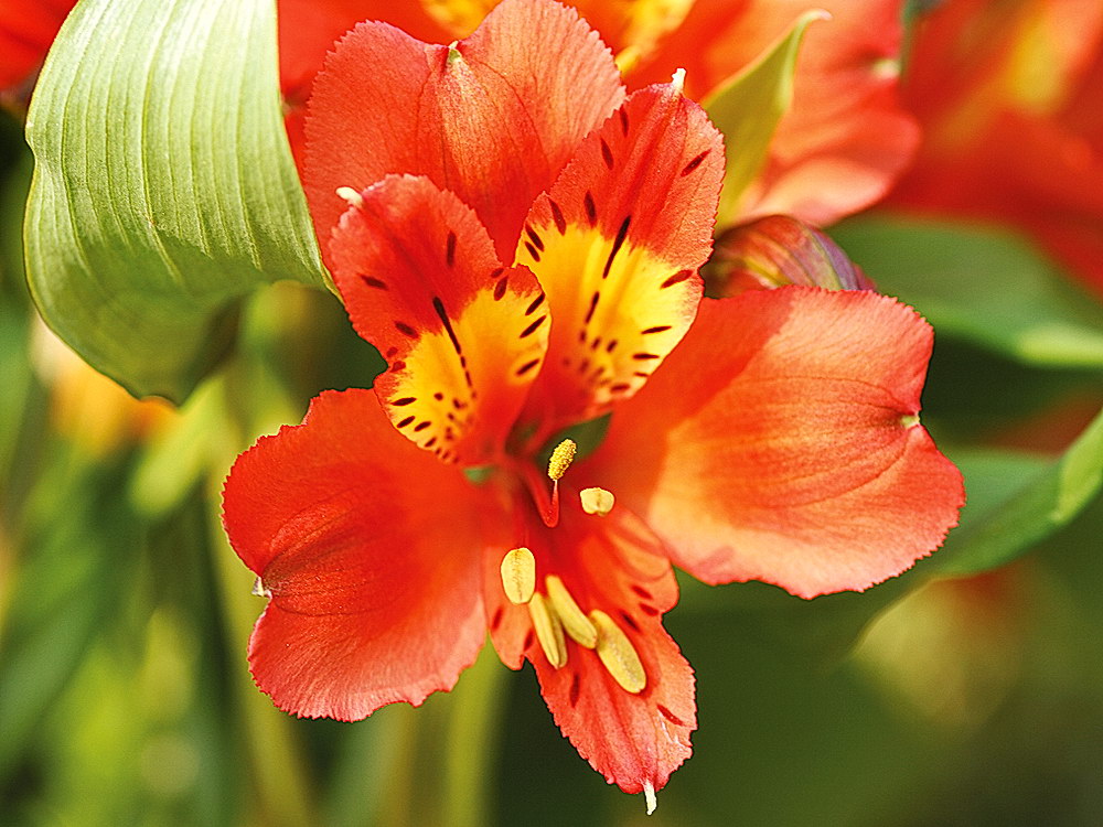 zur &Uuml;bersicht Bl&uuml;tentr&auml;ume 11