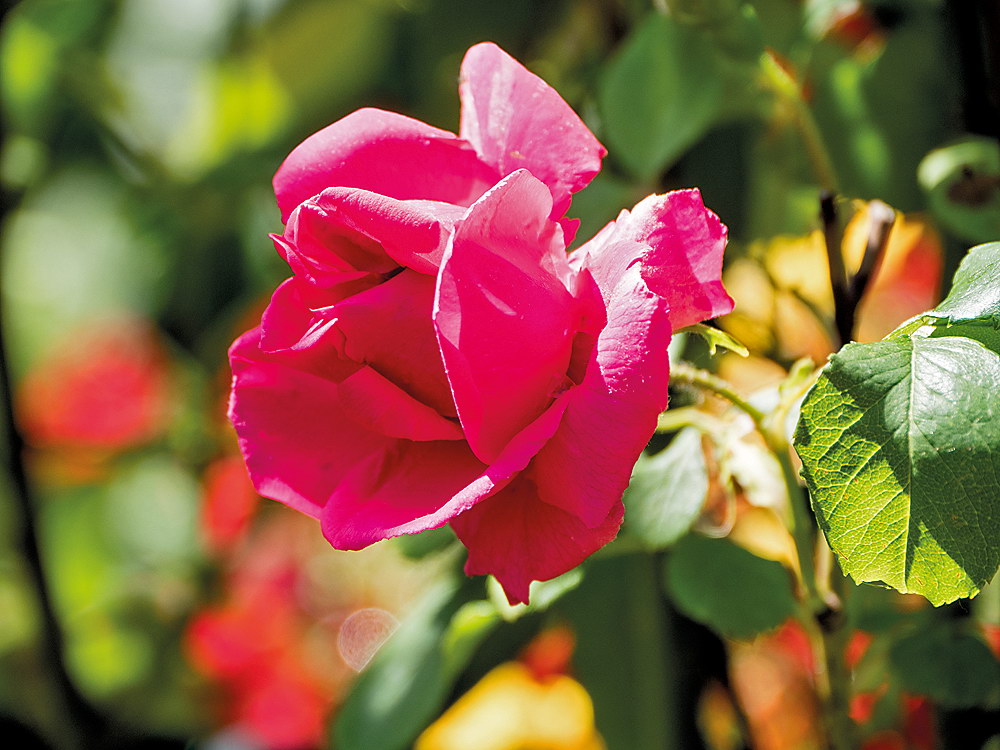 zur &Uuml;bersicht Bl&uuml;tentr&auml;ume 11