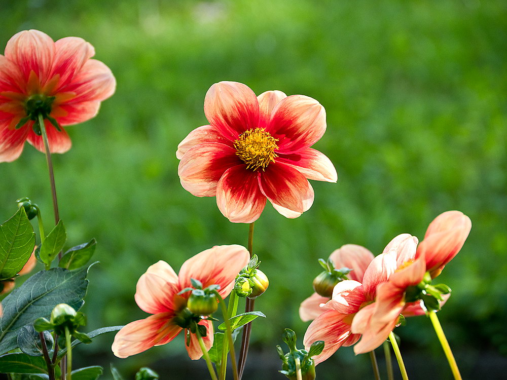 zur &Uuml;bersicht Bl&uuml;tentr&auml;ume 11