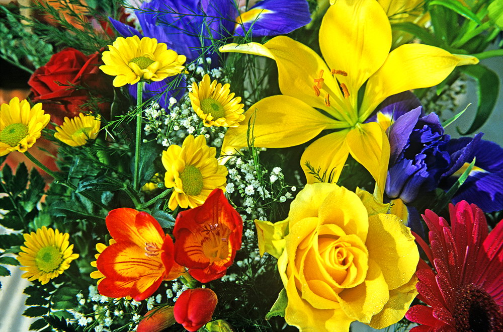 zur &Uuml;bersicht Blumenstr&auml;usse 1