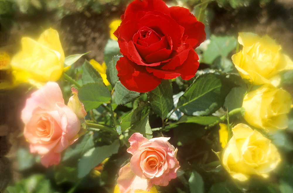 zur &Uuml;bersicht Blumenstr&auml;usse 1