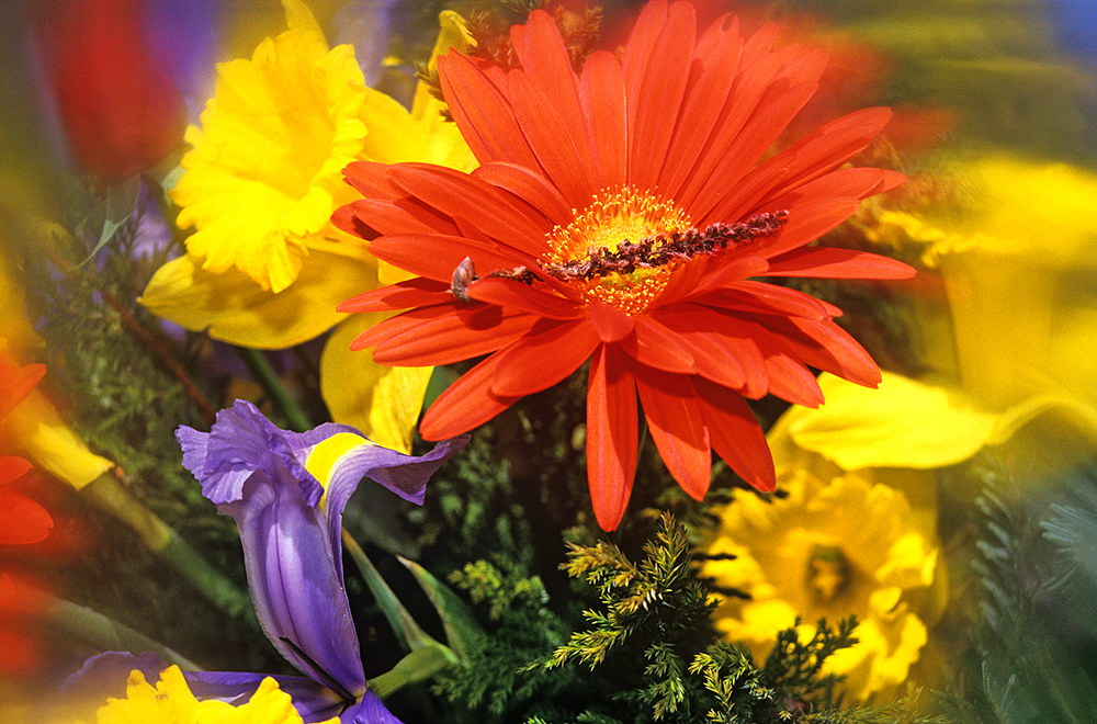 zur &Uuml;bersicht Blumenstr&auml;usse 1