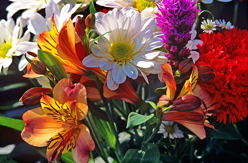 zur &Uuml;bersicht Blumenstr&auml;usse 1