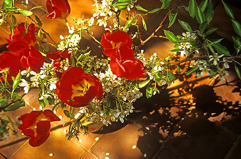 zur &Uuml;bersicht Blumenstr&auml;usse 2
