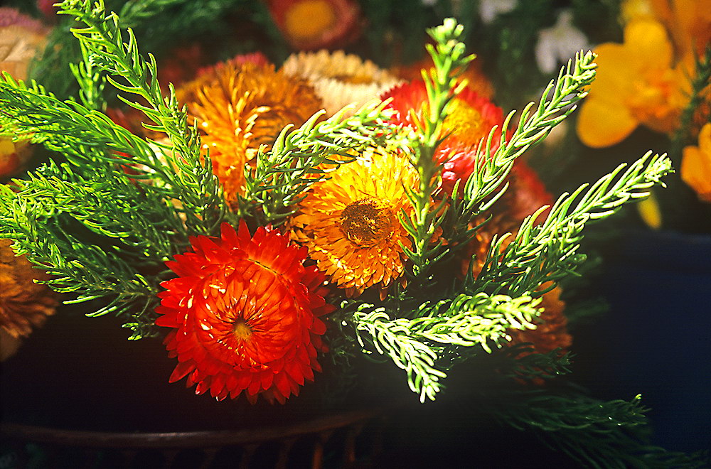 zur &Uuml;bersicht Blumenstr&auml;usse 2