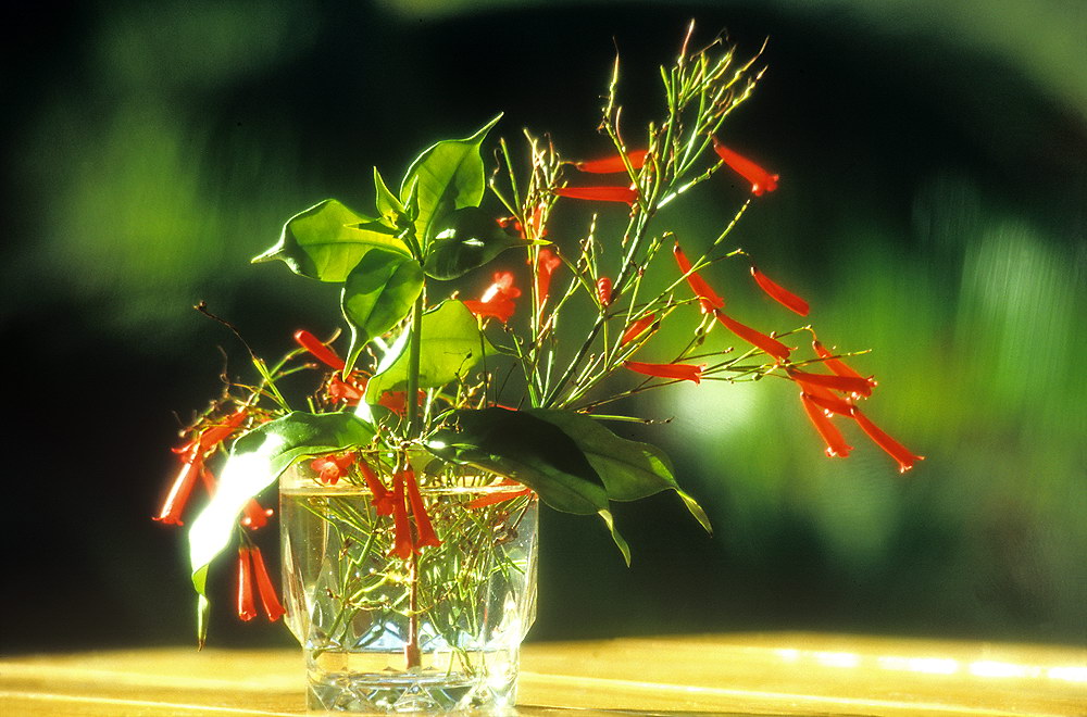 zur &Uuml;bersicht Blumenstr&auml;usse 2