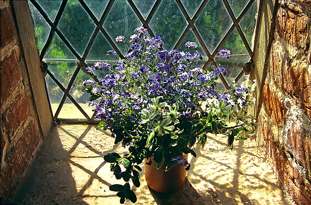 zur &Uuml;bersicht Blumenstr&auml;usse 3