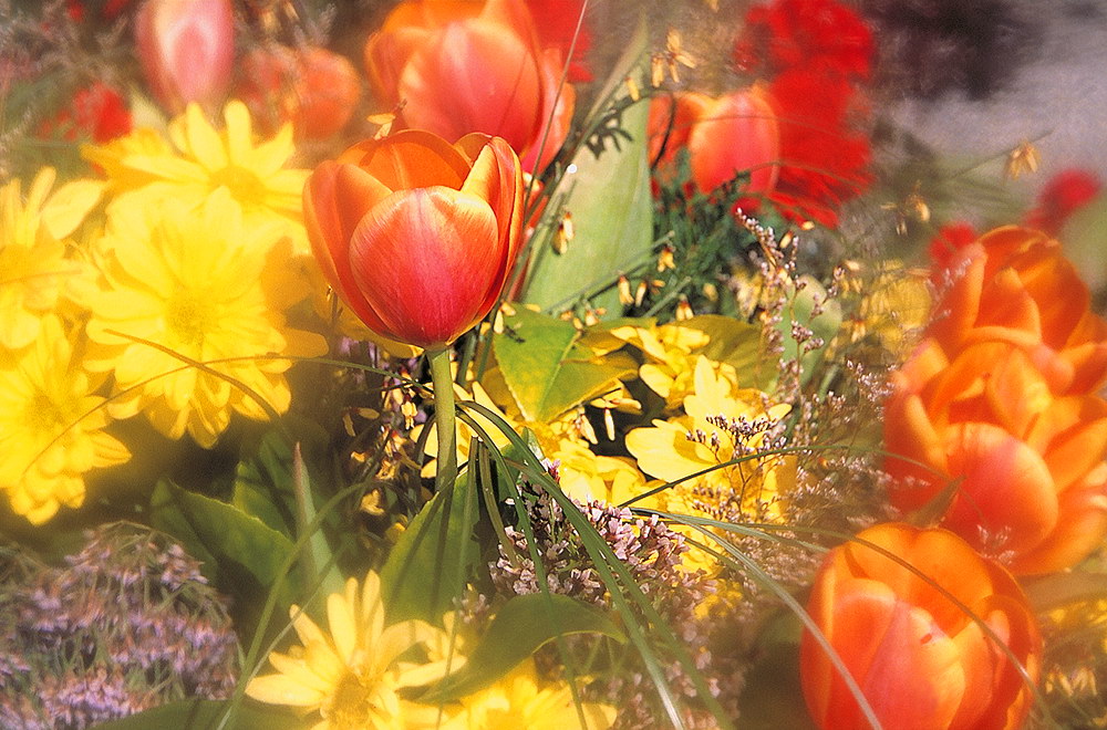 zur &Uuml;bersicht Blumenstr&auml;usse 4