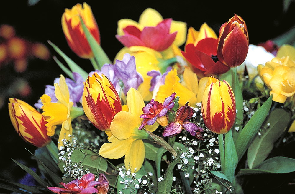 zur &Uuml;bersicht Blumenstr&auml;usse 4