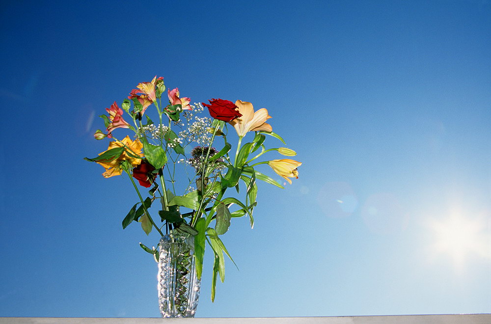 zur &Uuml;bersicht Blumenstr&auml;usse 4