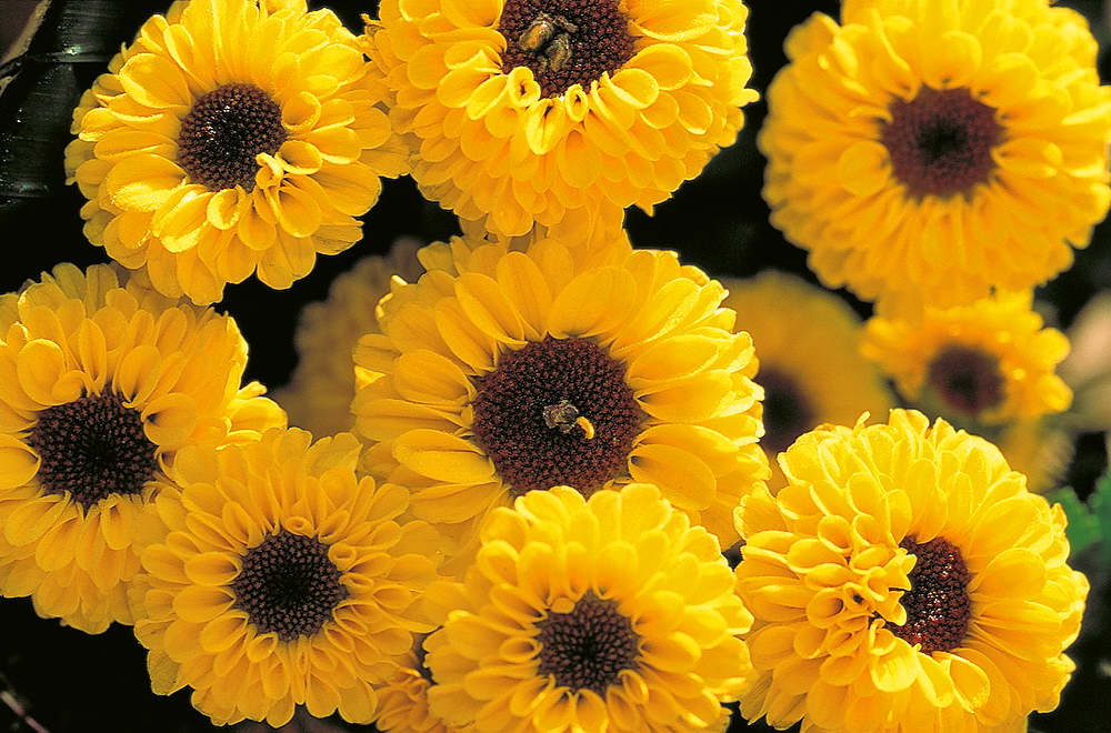 zur &Uuml;bersicht Blumenstr&auml;usse 4