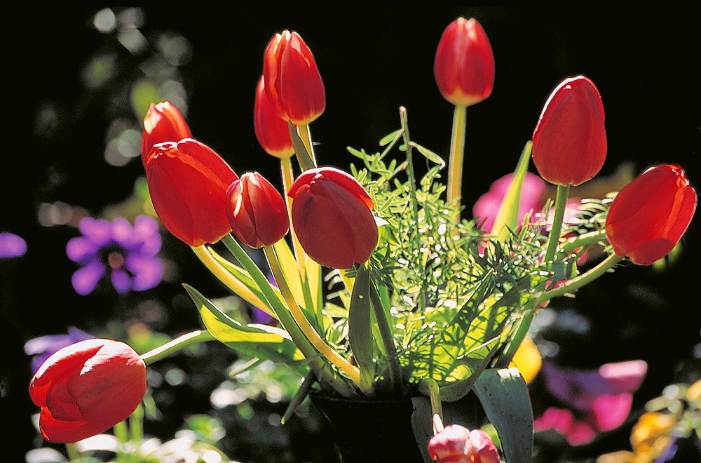 zur &Uuml;bersicht Blumenstr&auml;usse 4