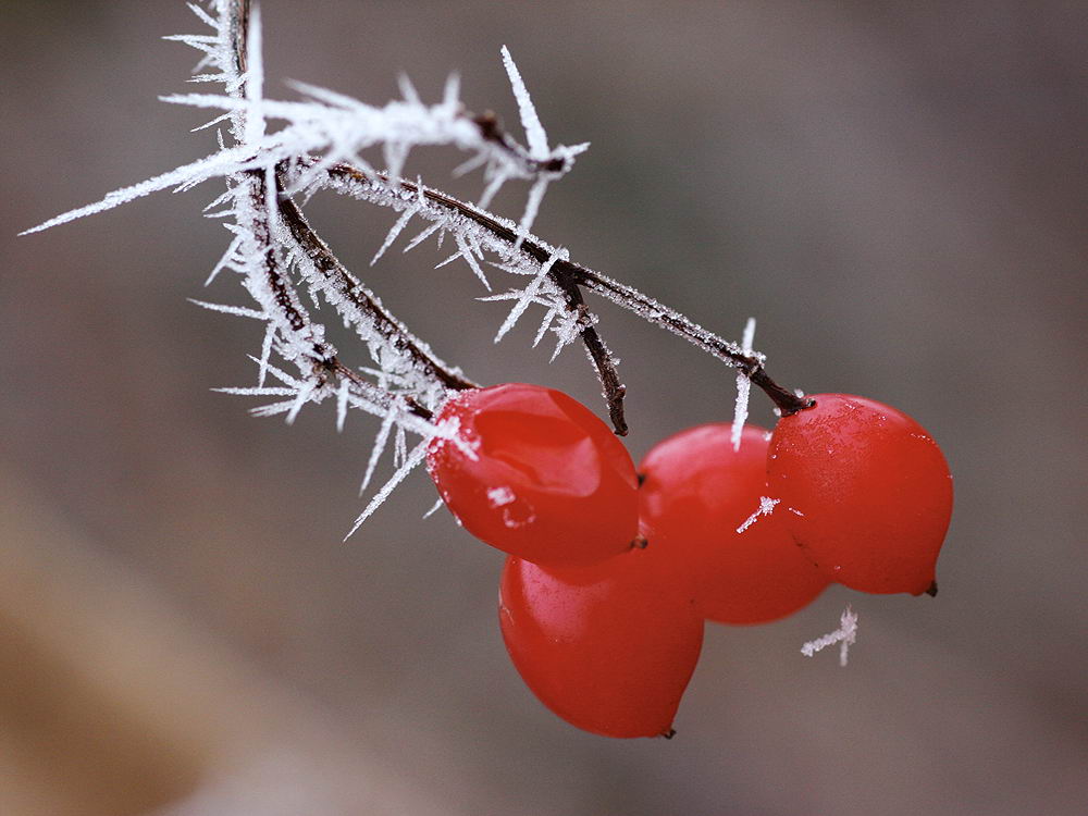 zur &Uuml;bersicht Eiskunst 2