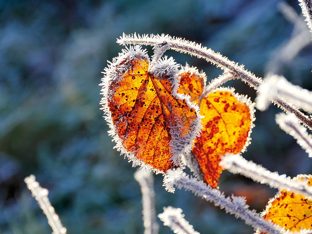 zur &Uuml;bersicht Eiskunst 2