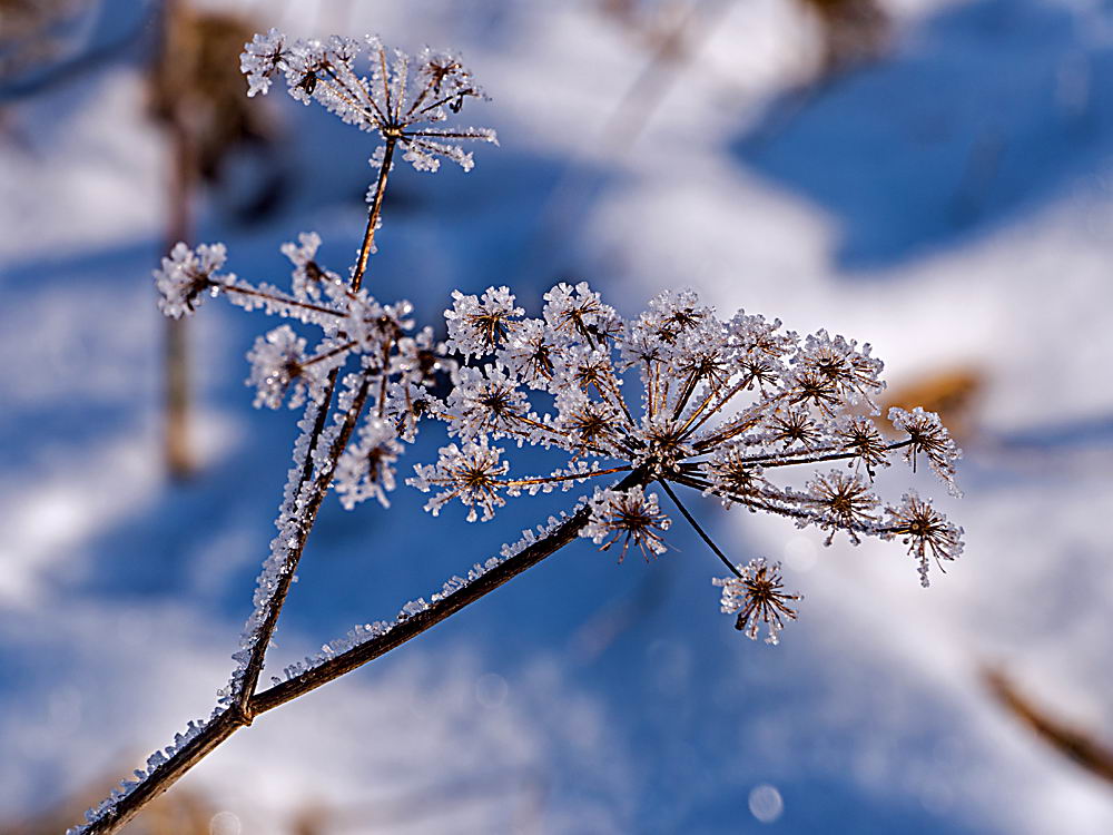 zur &Uuml;bersicht Eiskunst 2