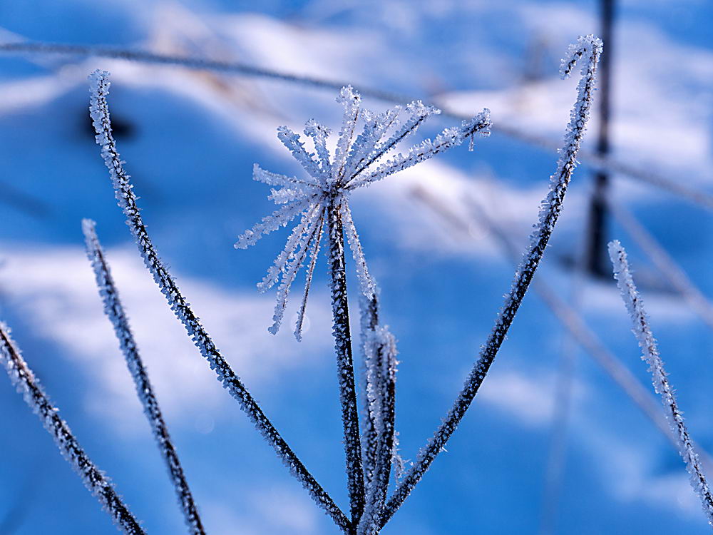 zur &Uuml;bersicht Eiskunst 2