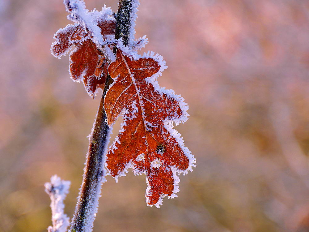 zur &Uuml;bersicht Eiskunst 3