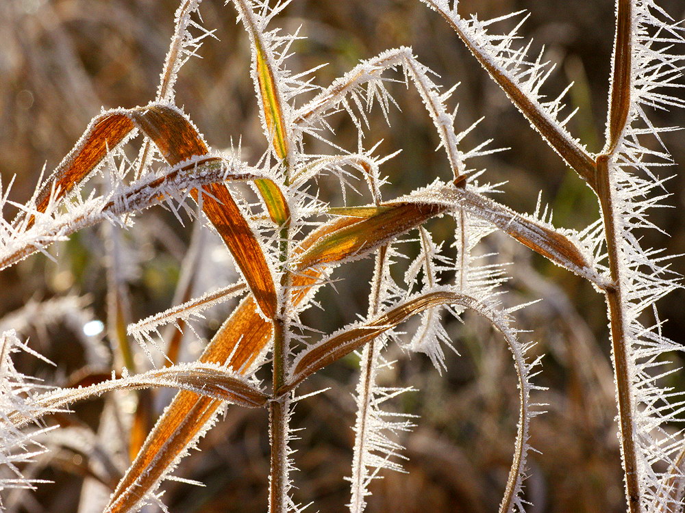 zur &Uuml;bersicht Eiskunst 3