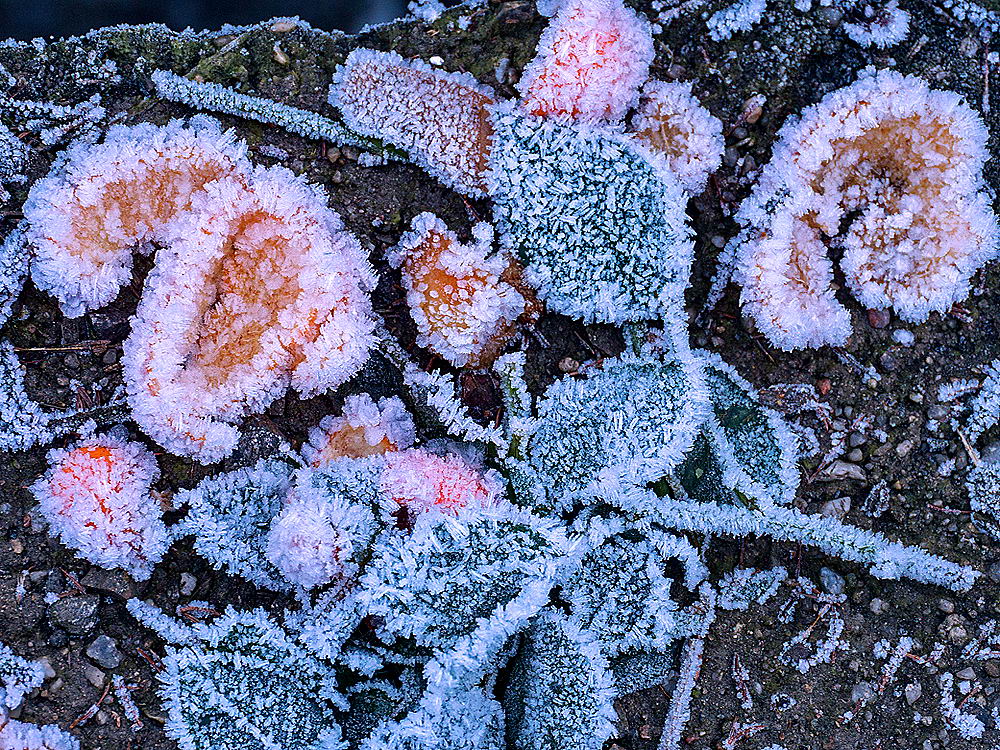 zur &Uuml;bersicht Eiskunst 5