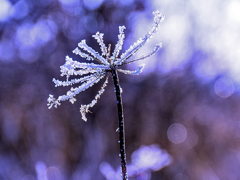 zur &Uuml;bersicht Eiskunst 5