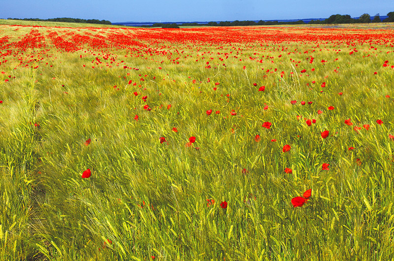 zur &Uuml;bersicht Felder 4