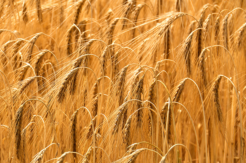 zur &Uuml;bersicht Felder 4