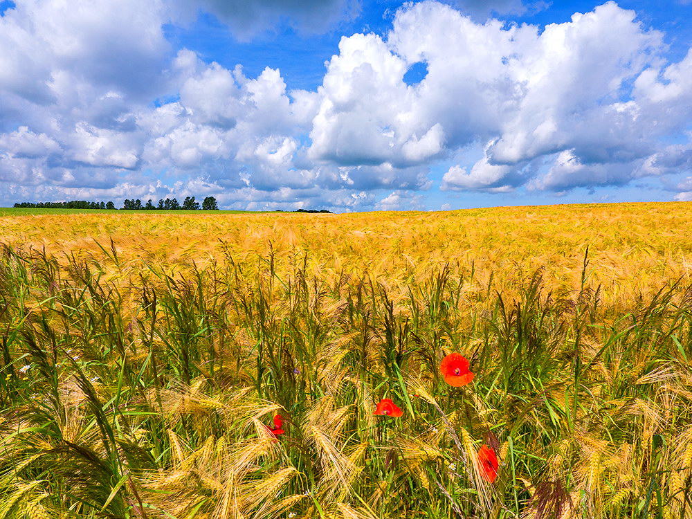 zur &Uuml;bersicht Felder 5