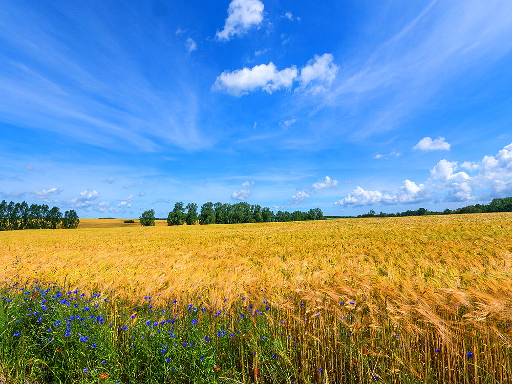 zur &Uuml;bersicht Felder 6