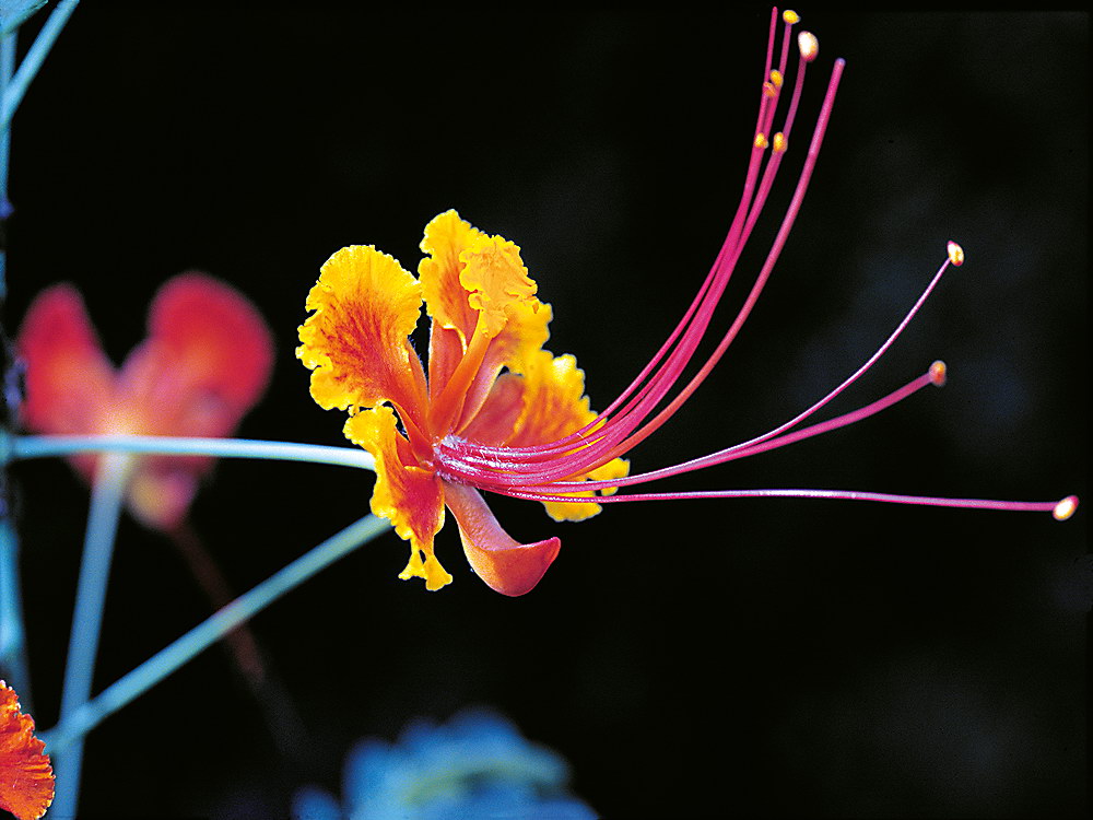 zur &Uuml;bersicht Filigran 4