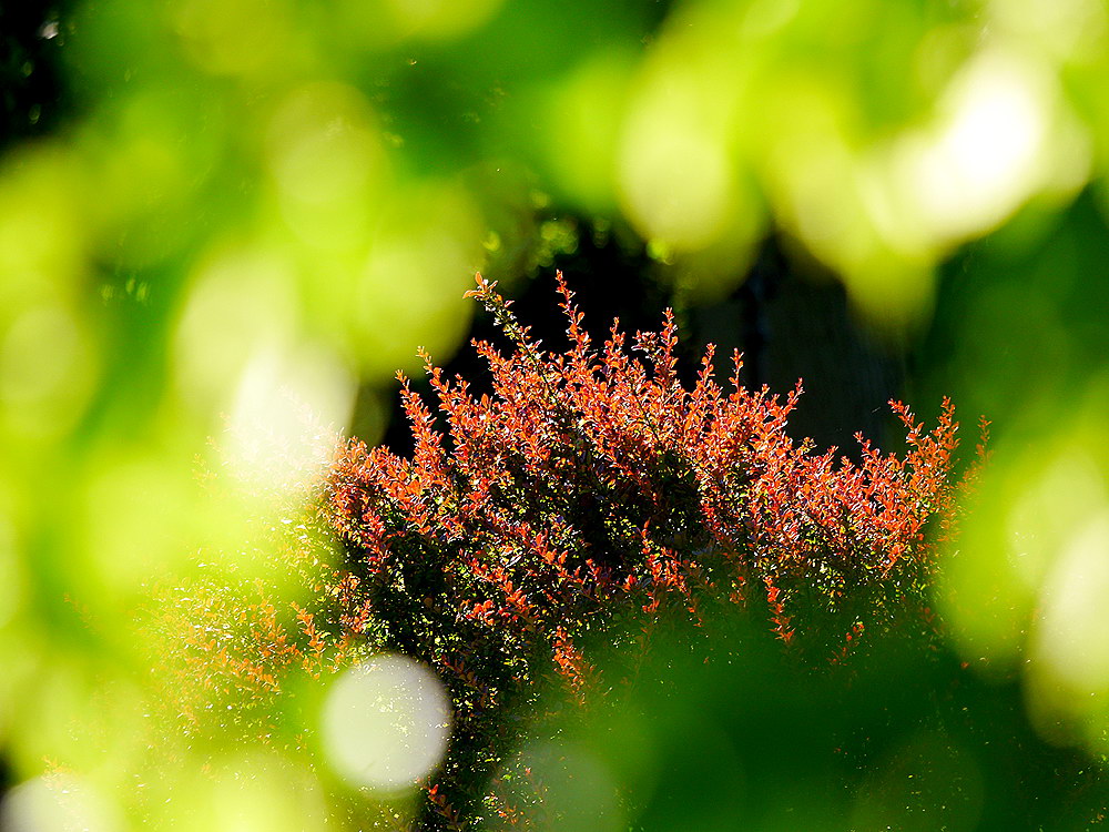 zur &Uuml;bersicht Filigran 4