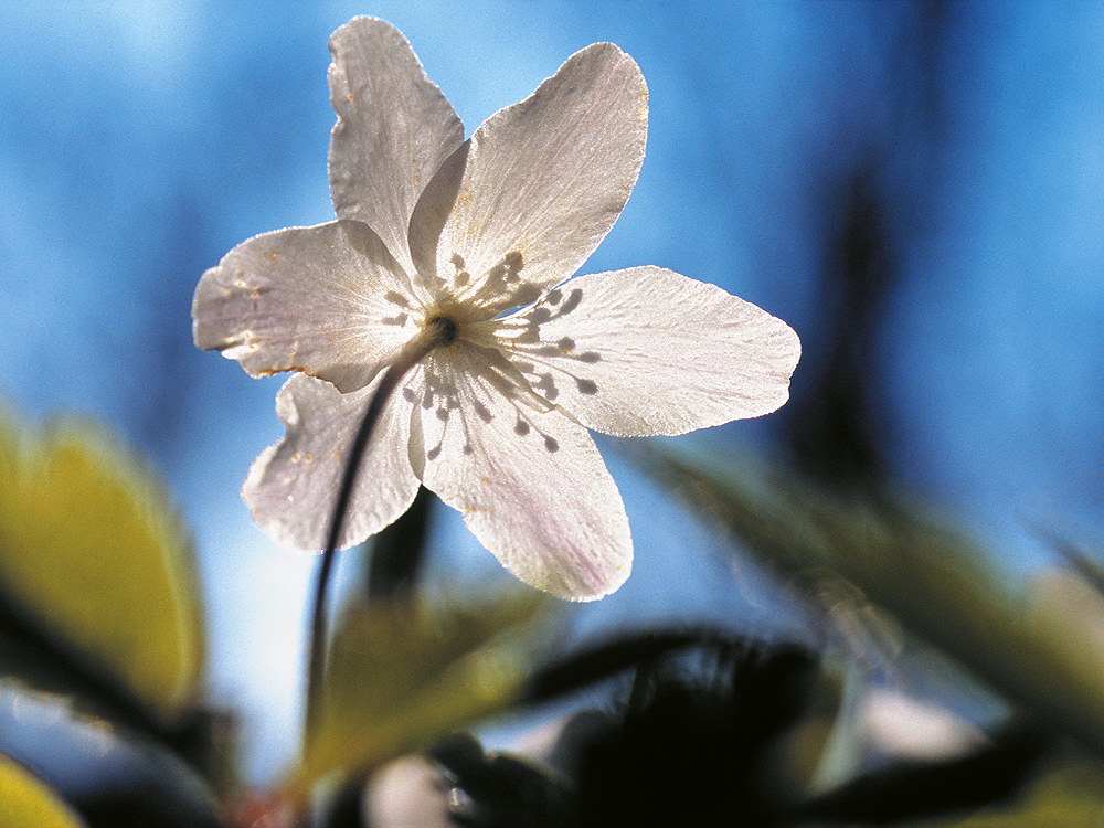 zur &Uuml;bersicht Filigran 4