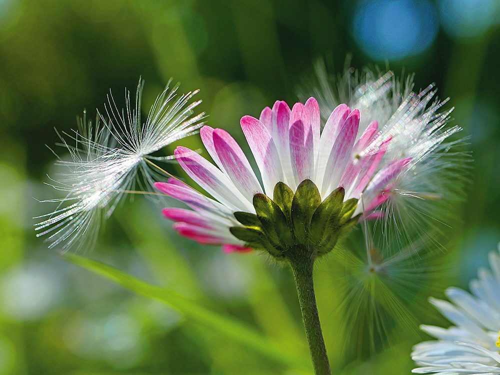 zur &Uuml;bersicht Filigran 4