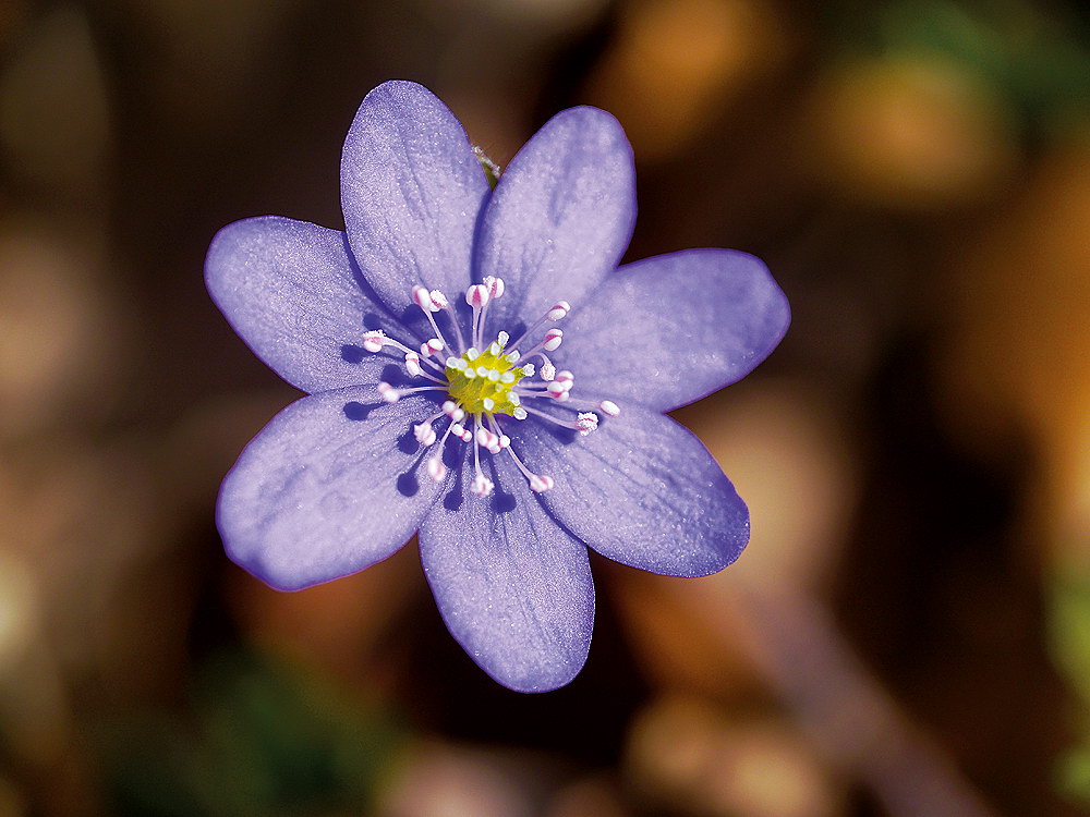 zur &Uuml;bersicht Filigran 4