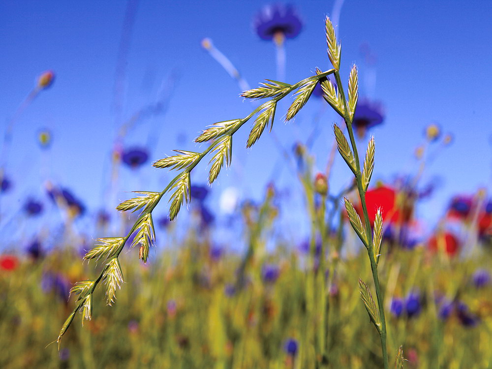 zur &Uuml;bersicht Filigran 4