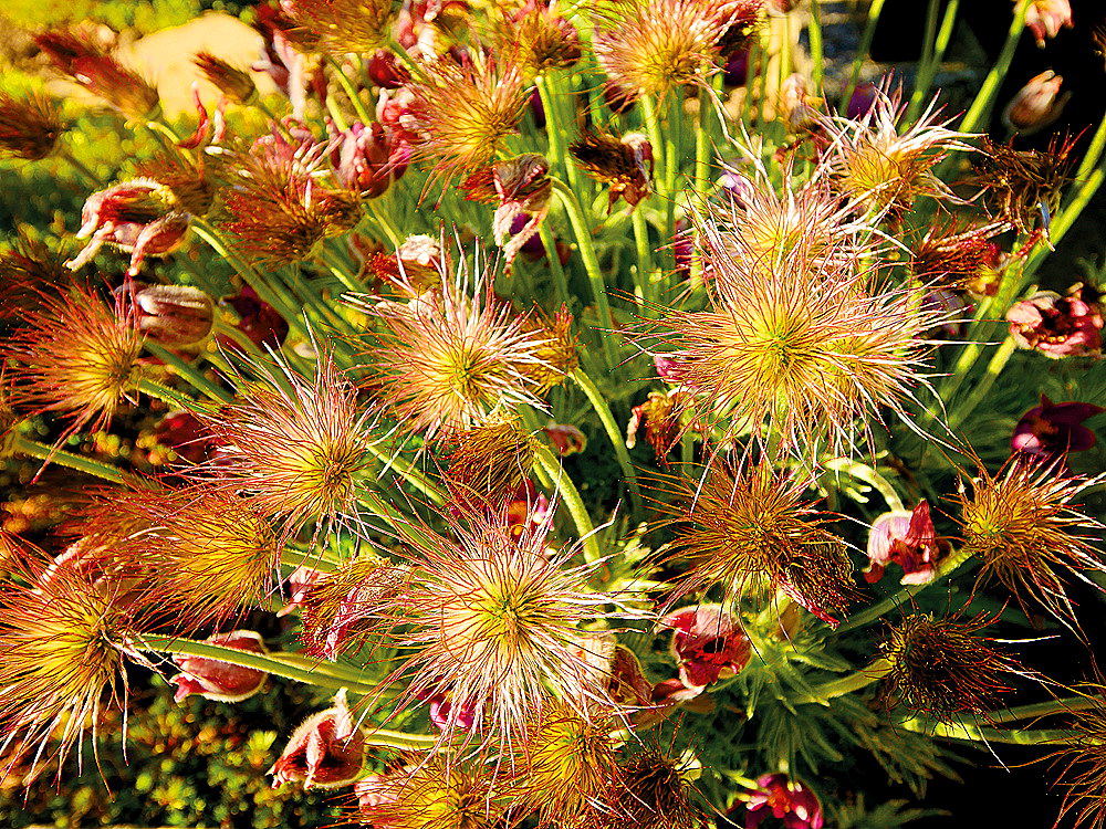 zur &Uuml;bersicht Filigran 4