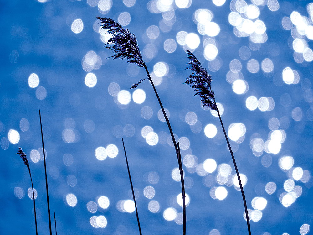 zur &Uuml;bersicht Filigran 4