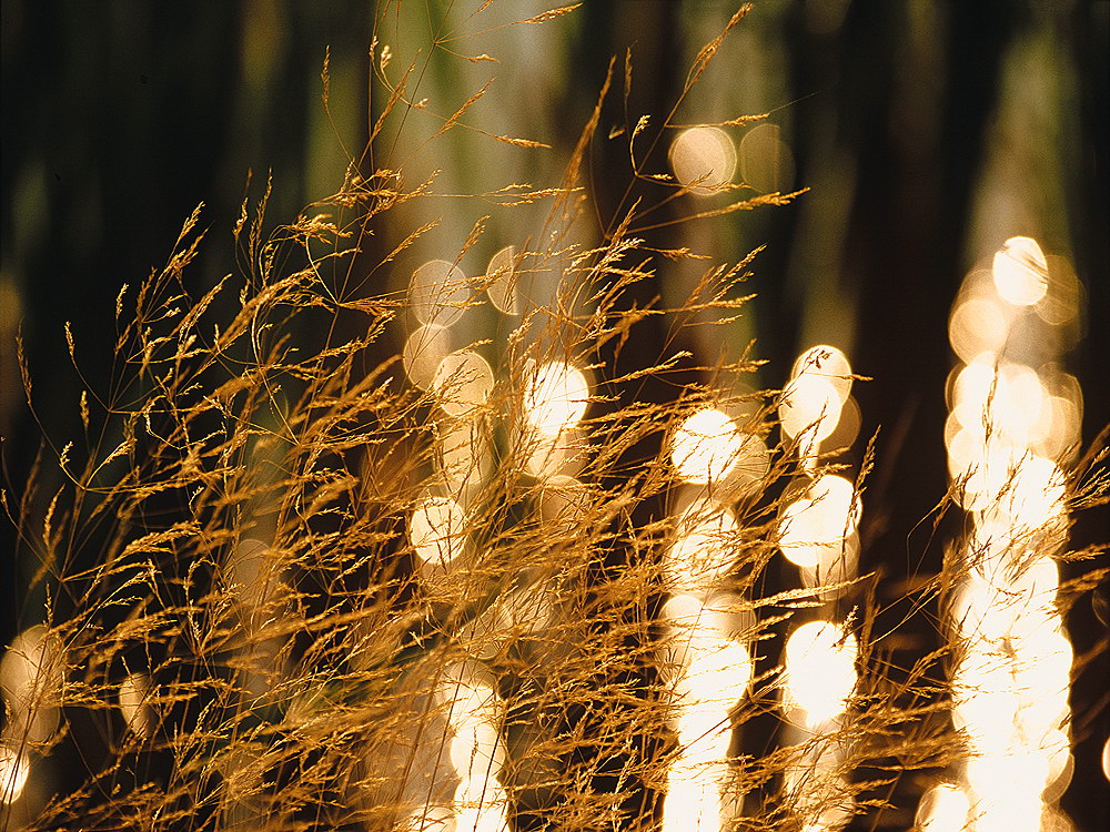 zur &Uuml;bersicht Filigran 5